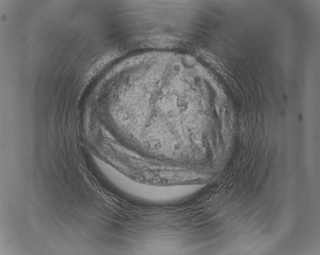 X0000066530679200604071617