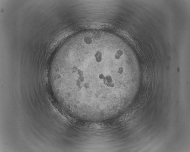 X0000066530683200604071617