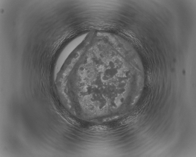 X0000066530691200604071617