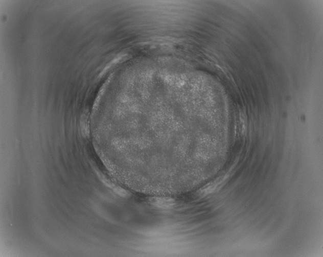 X0000066530719200604071617