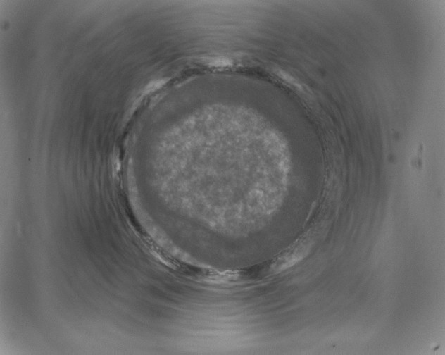 X0000066530720200604071617