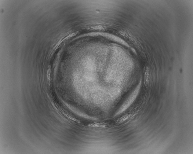 X0000066530739200604071616