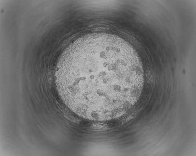 X0000066530753200604071616