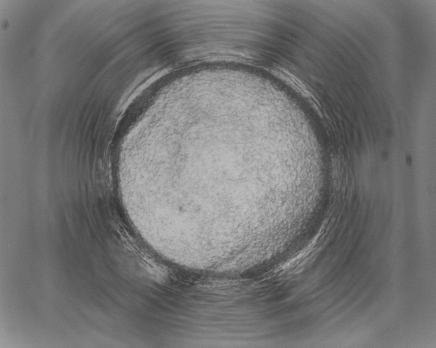 X0000066530782200604071616