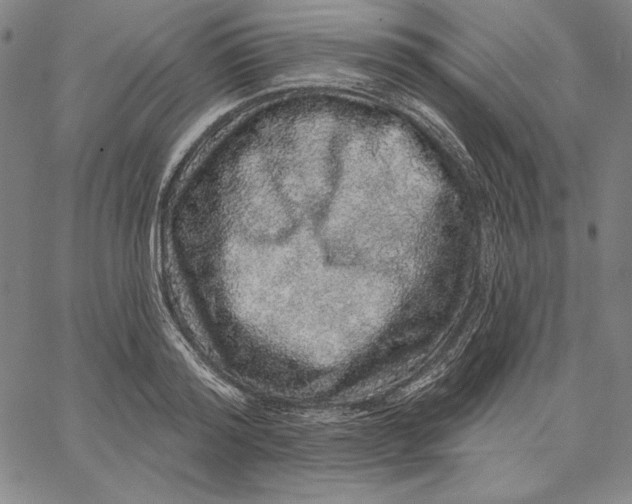 X0000066530796200604071615