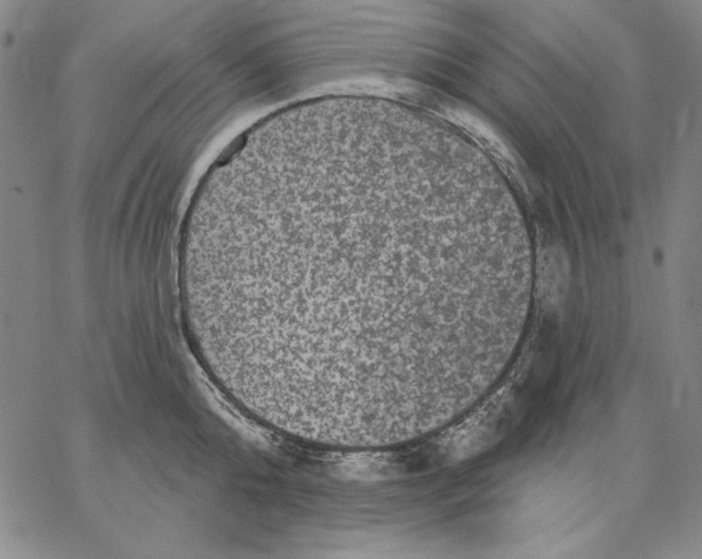 X0000066530808200604071615