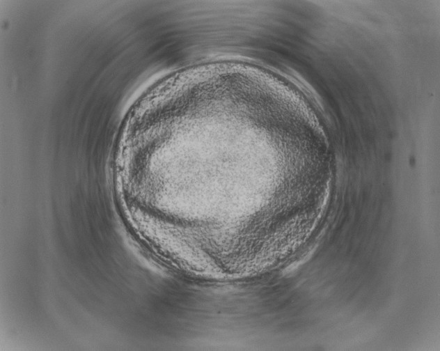 X0000066530814200604071615