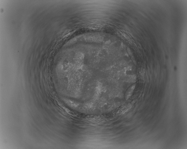 X0000066530817200604071614