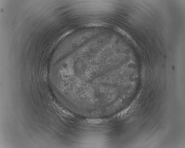 X0000066530825200604071614