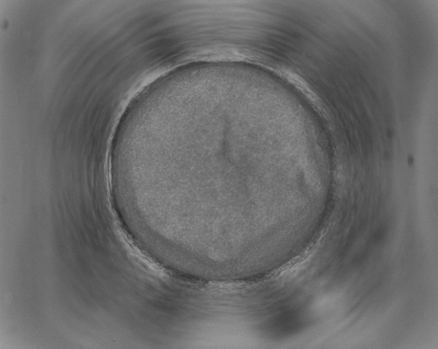 X0000066530840200604071615