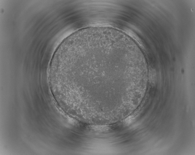 X0000066530856200604071615