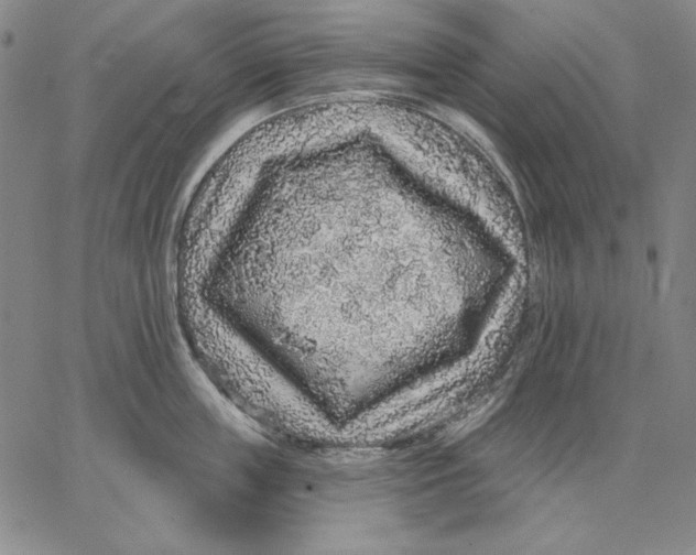 X0000066530859200604071615