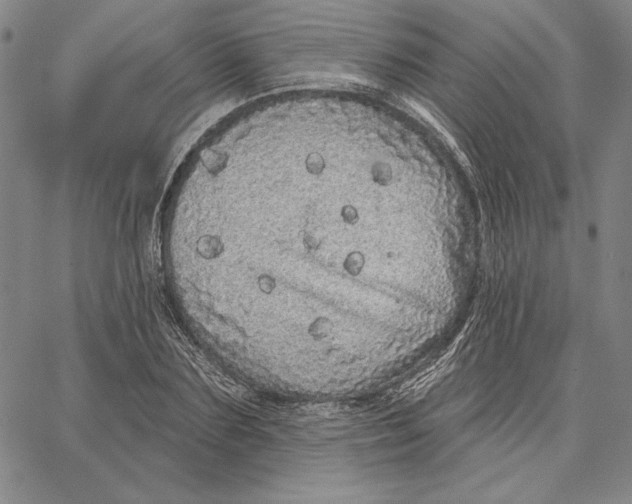 X0000066530883200604071614