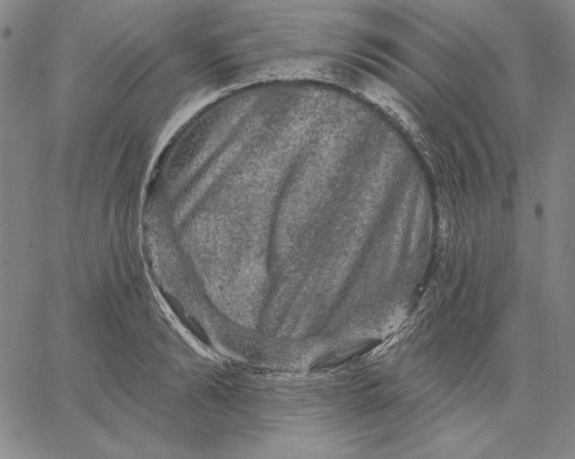 X0000066530894200604071614