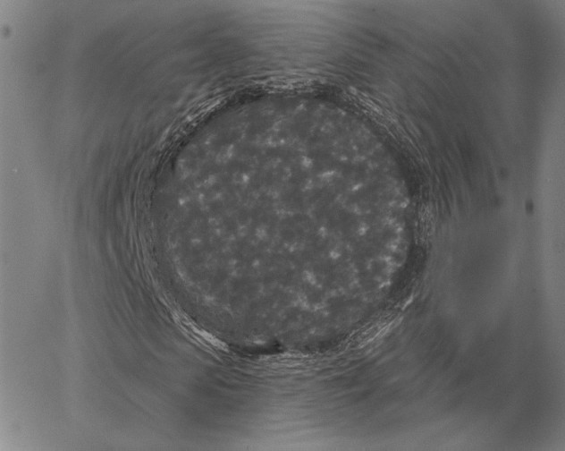 X0000066530913200604071613