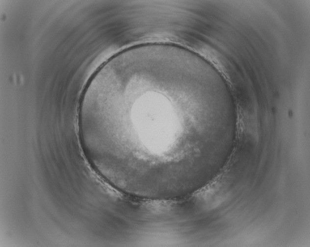 X0000066530950200604071613