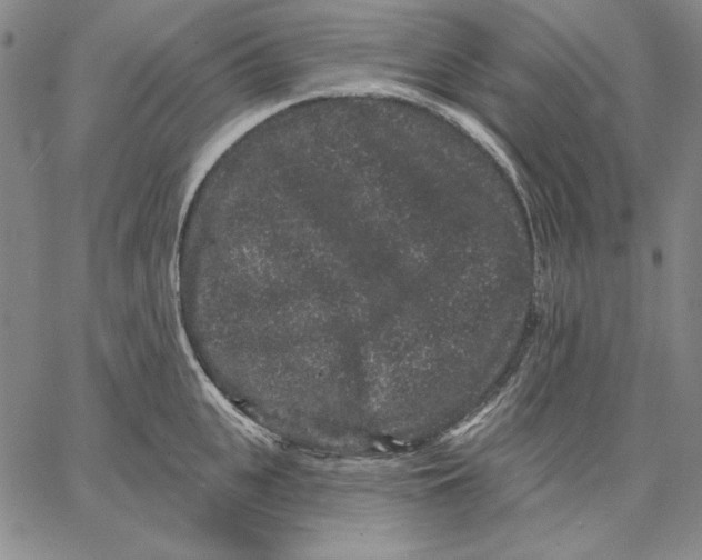 X0000066530951200604071613