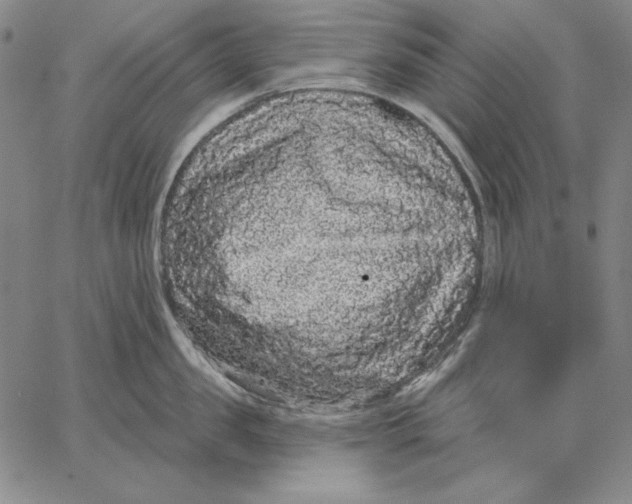 X0000066530957200604071613