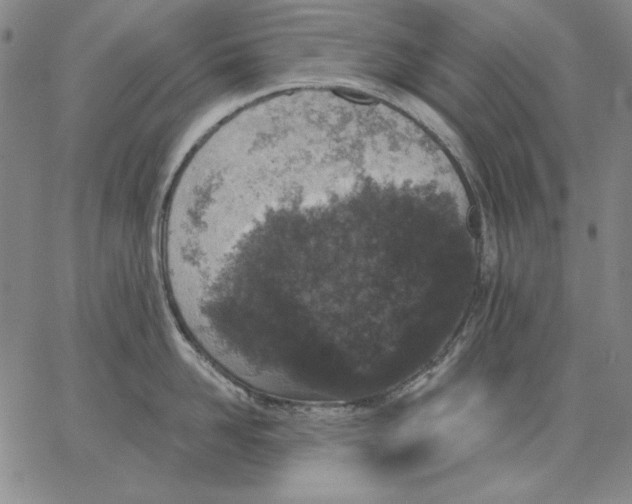 X0000066530958200604071614