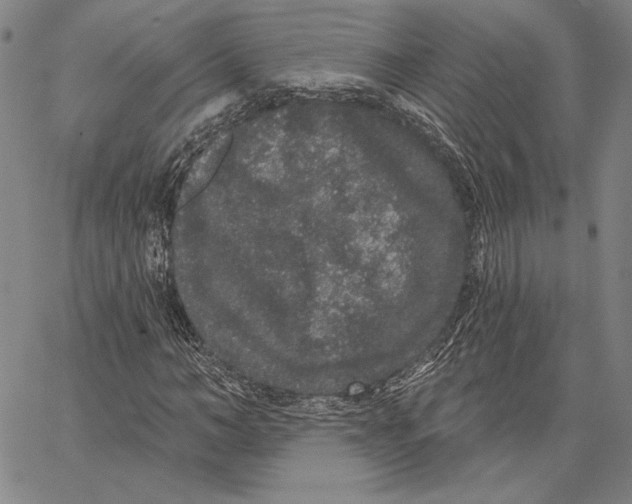 X0000066530966200604071613