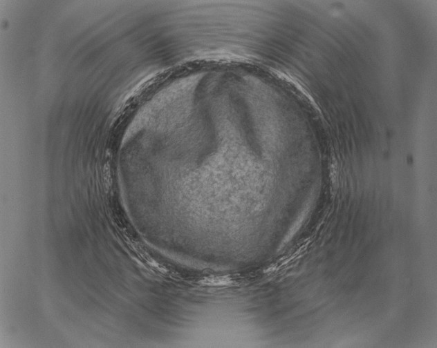 X0000066530968200604071613