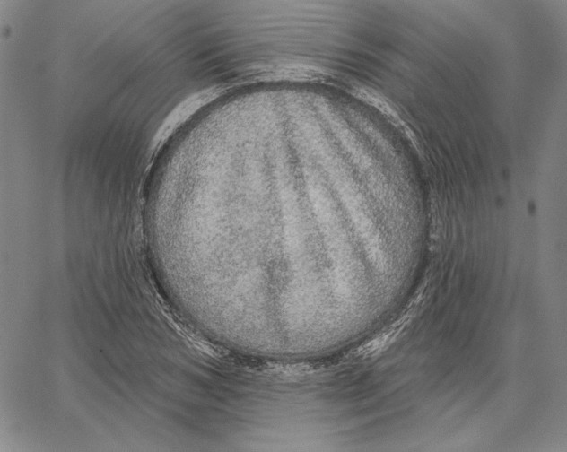 X0000066530978200604071612