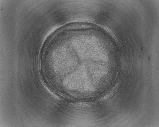 X0000066530982200604071612