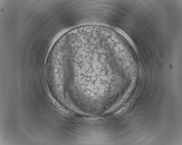 X0000066531004200604071612