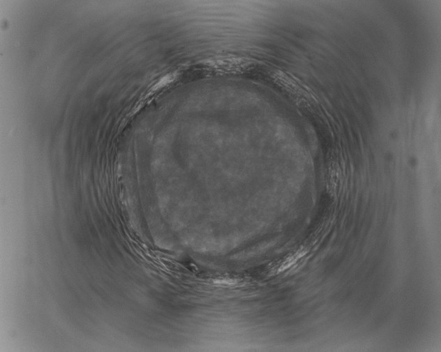 X0000066531010200604071611