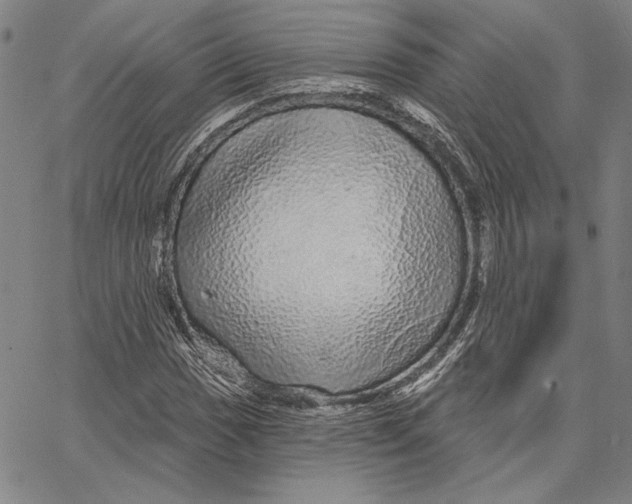 X0000066531017200604071611