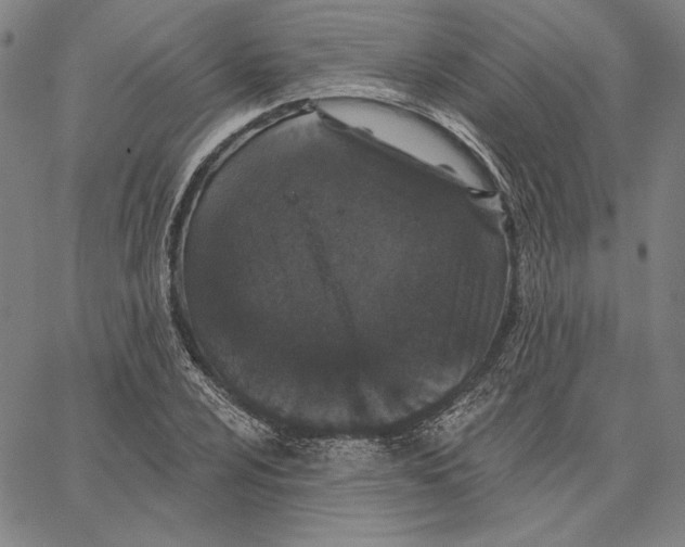 X0000066531024200604071611