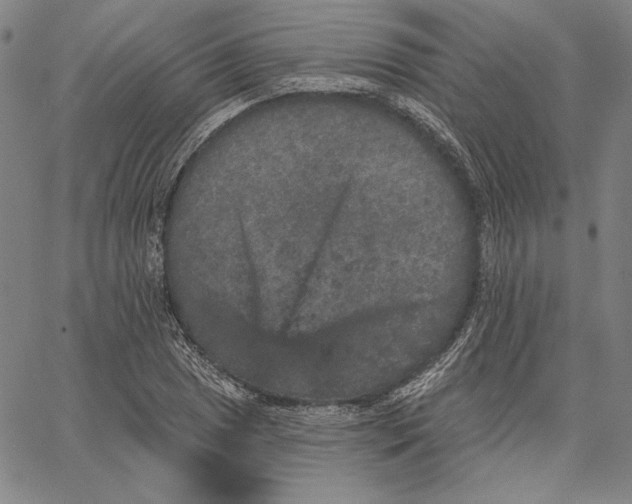 X0000066531025200604071611