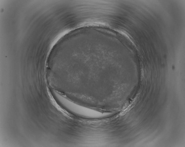 X0000066531038200604071612