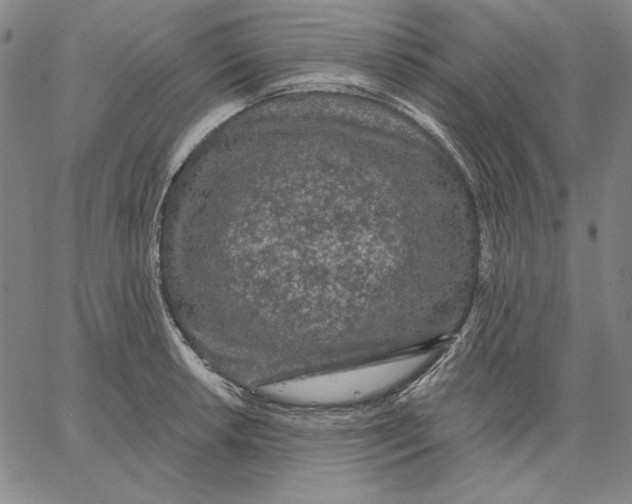 X0000066531042200604071612