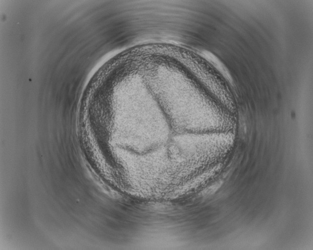 X0000066531052200604071612