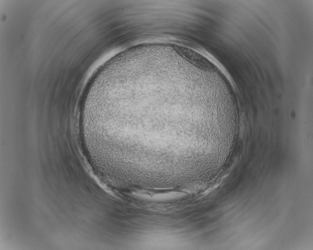 X0000066531053200604071612