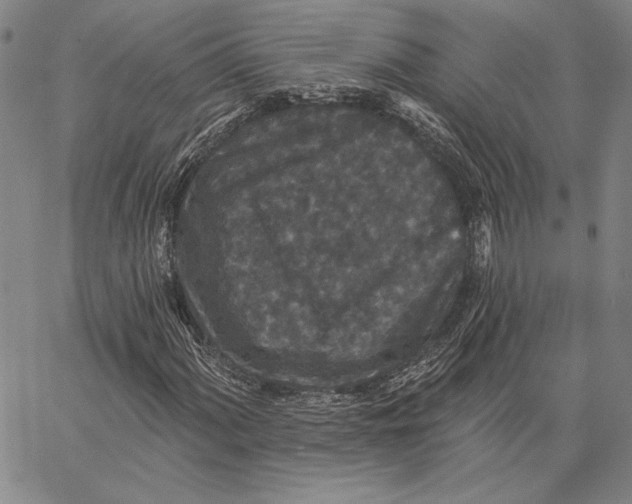 X0000066531060200604071611