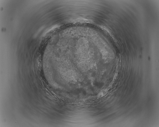 X0000066531063200604071611