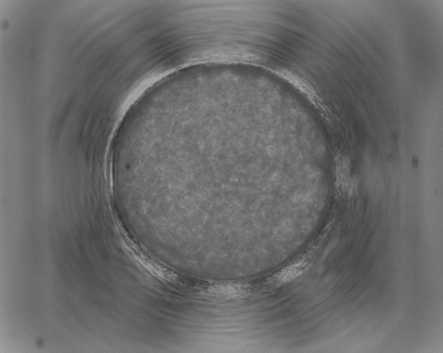 X0000066531078200604071611