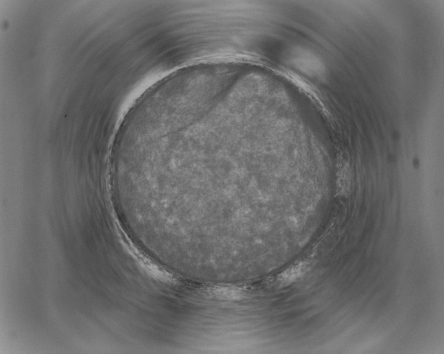 X0000066531086200604071611