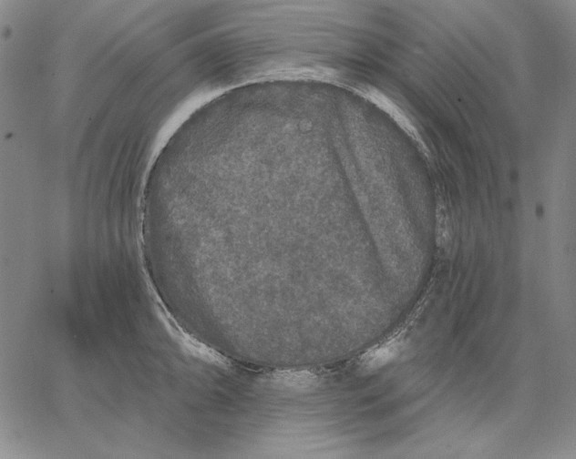 X0000066531094200604071611