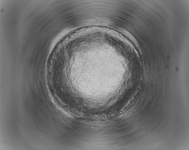 X0000066531096200604071611