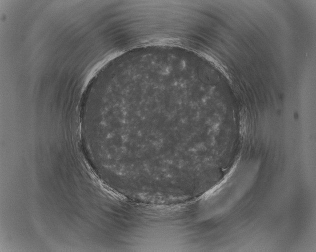 X0000066531117200604071610