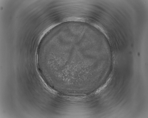 X0000066531125200604071610