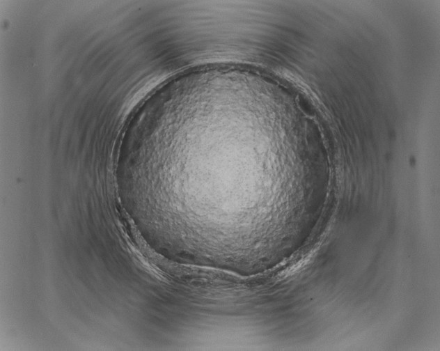 X0000066531129200604071610