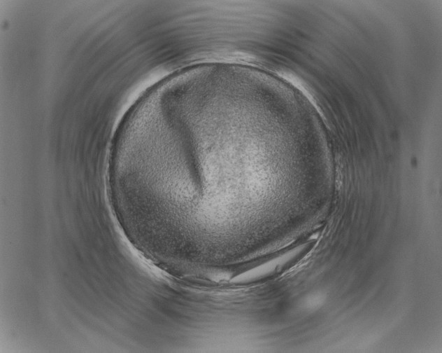 X0000066531139200604071610