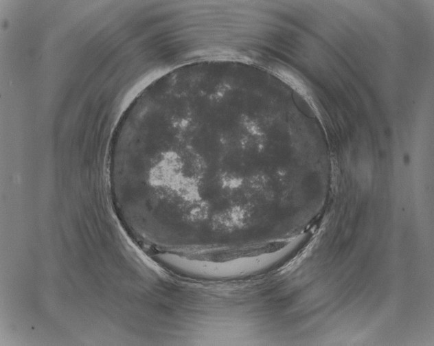 X0000066531141200604071610