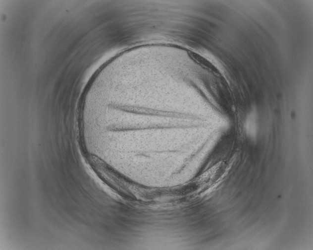 X0000066531142200604071610