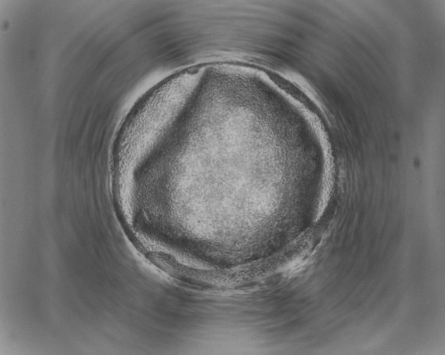 X0000066531143200604071610