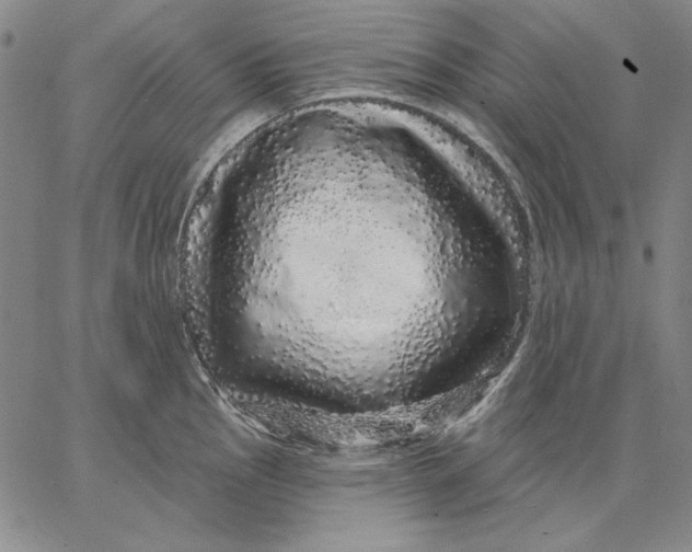 X0000066531145200604071610